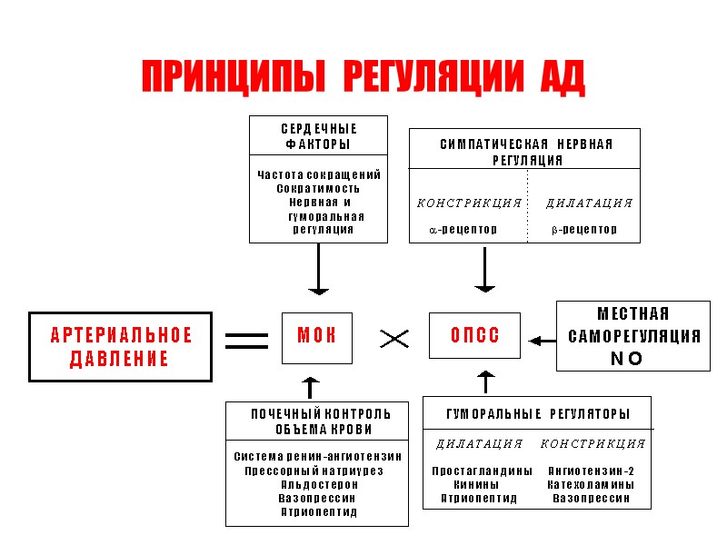 ПРИНЦИПЫ  РЕГУЛЯЦИИ  АД